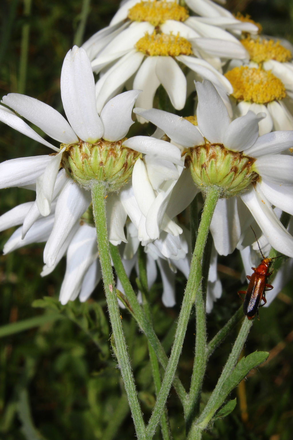 Tanacetun corymbosum